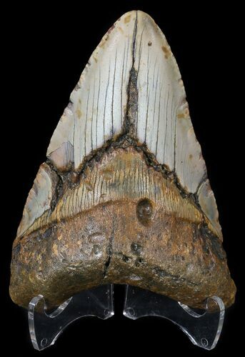 Bargain, Megalodon Tooth - North Carolina #54793